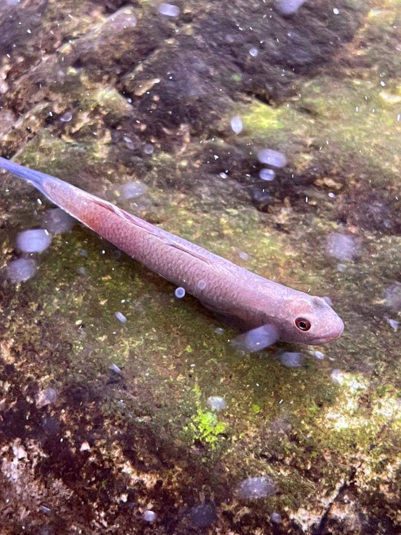 其它韧虾虎鱼发色