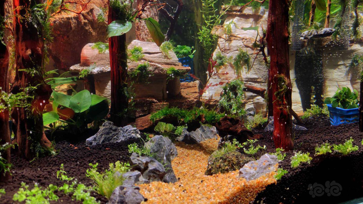 水草造景和种植 开缸阿凡达丛林!干就完了!