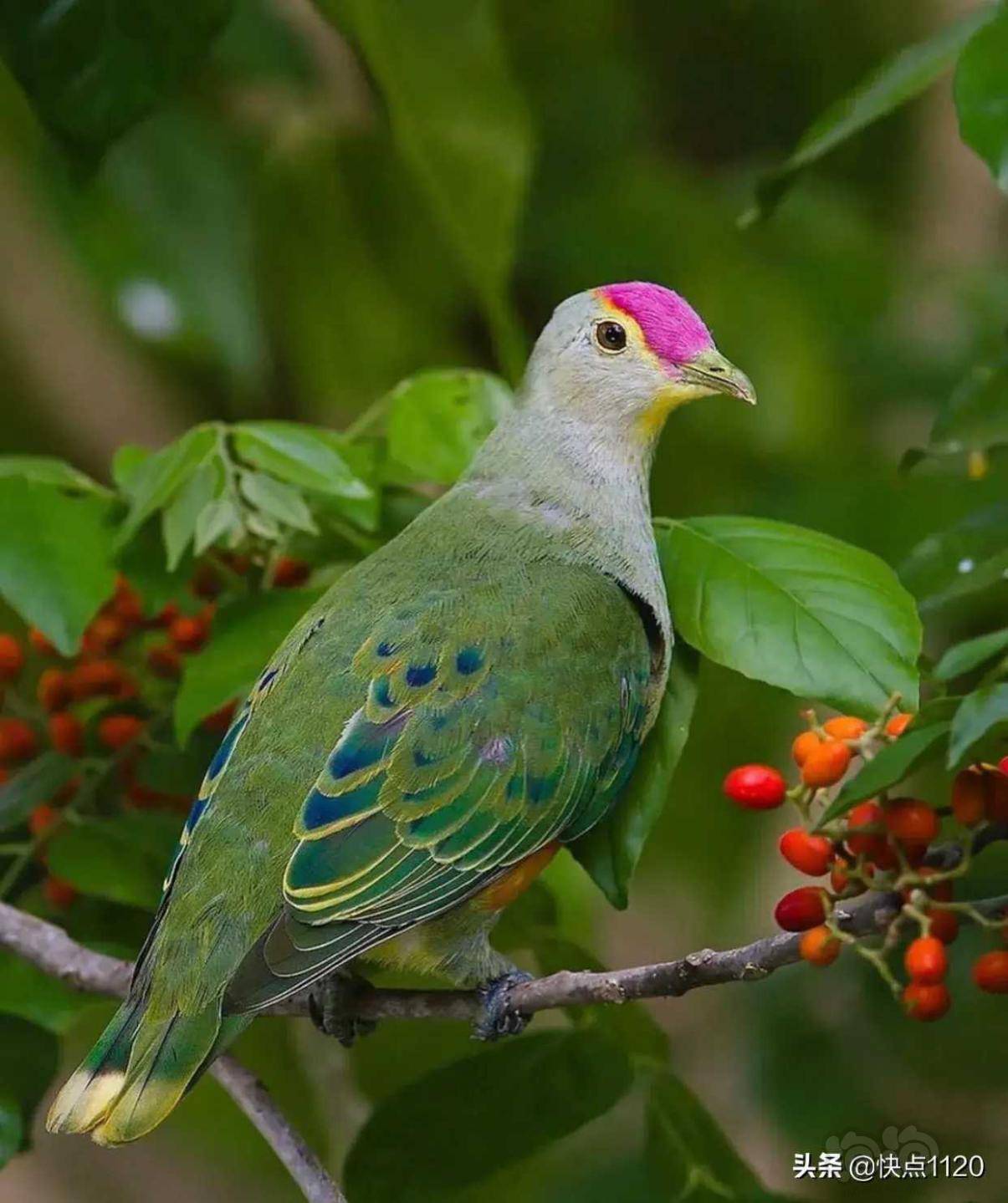 动物世界粉顶果鸠玫瑰冠果鸠