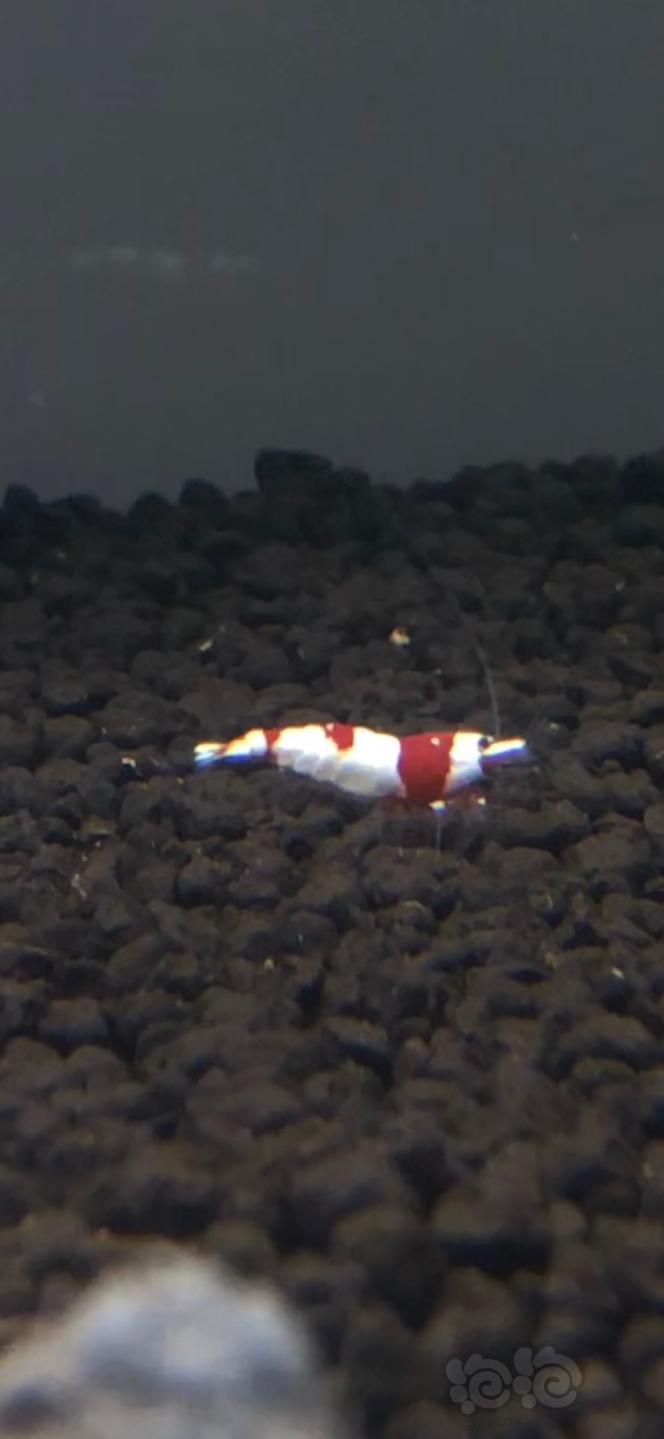 经典红白水晶虾-图3
