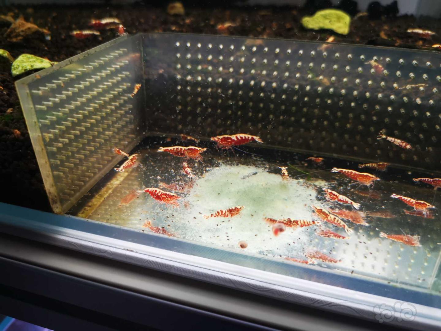 【虾】2021-03-09#RMB拍卖红银河星钻苗10只-图4