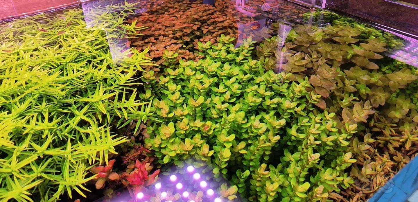 打包出绿宫血宫南美小圆叶