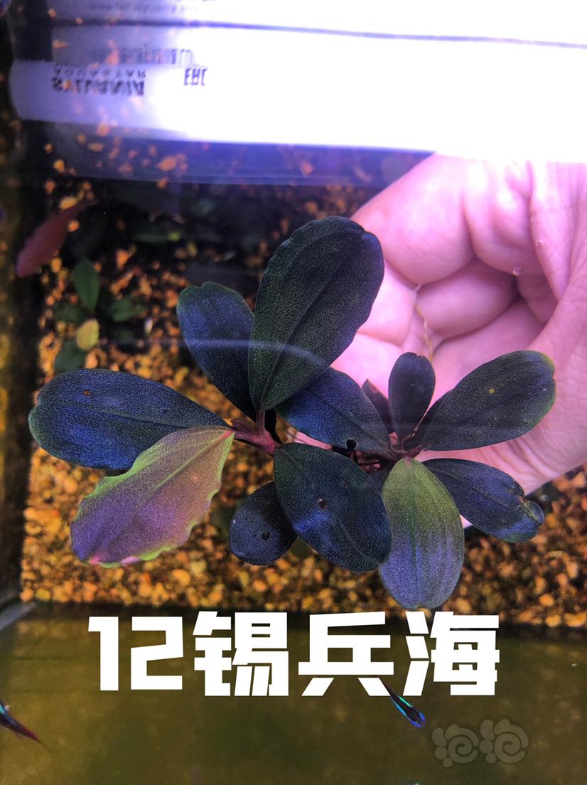 【辣椒榕】（北京昌平区北七家镇）出售辣椒榕老货一组-图2