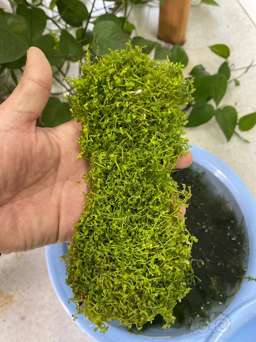 趴地矮珍珠便宜出