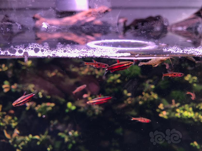 【灯科鱼】红红火火的紫焰铅笔-图7