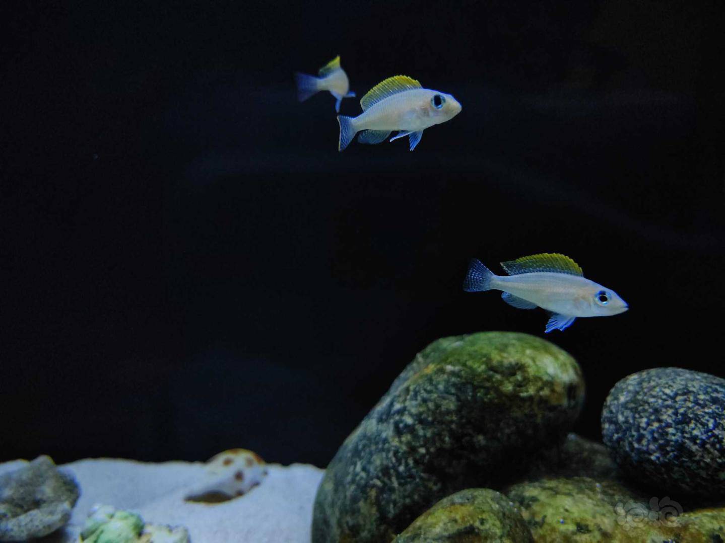 三湖慈鲷黄帆天堂鸟记录