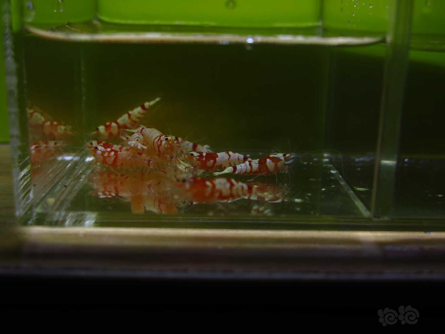【虾】2021-3-29#RMB拍卖红花虎水晶虾10只-图2