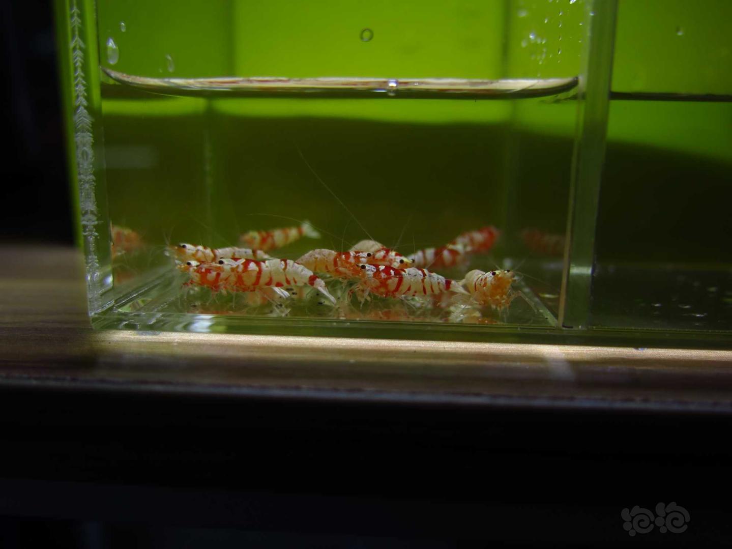 【虾】2021-3-29#RMB拍卖红花虎水晶虾10只-图5