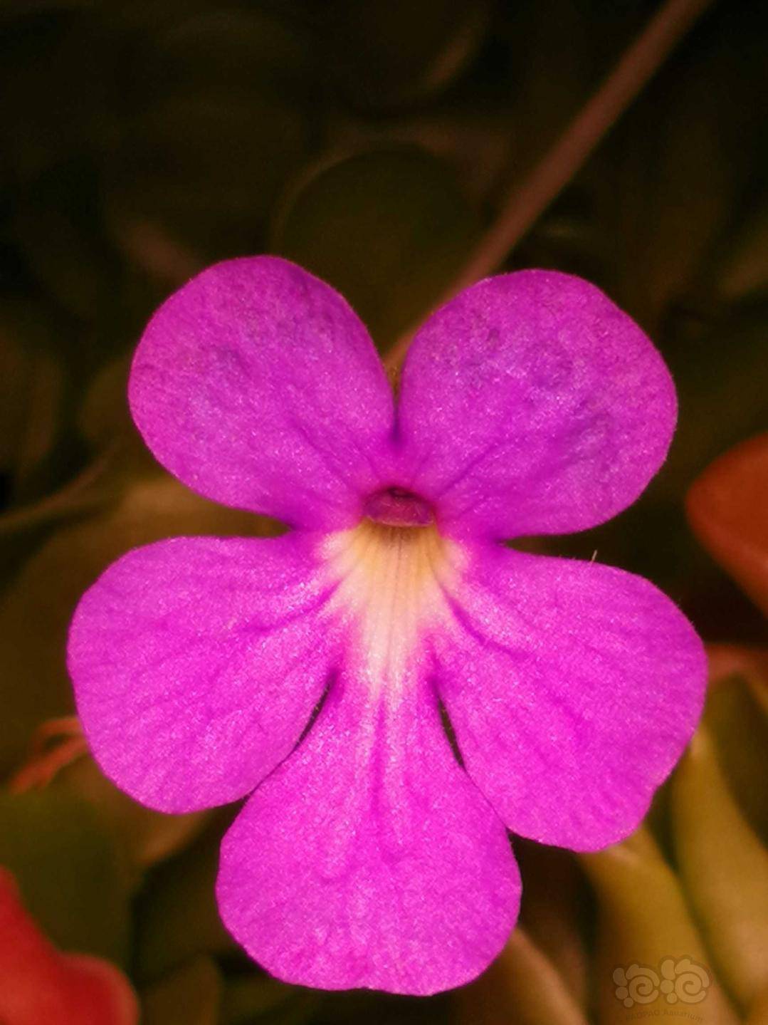 食虫捕虫堇开花不断