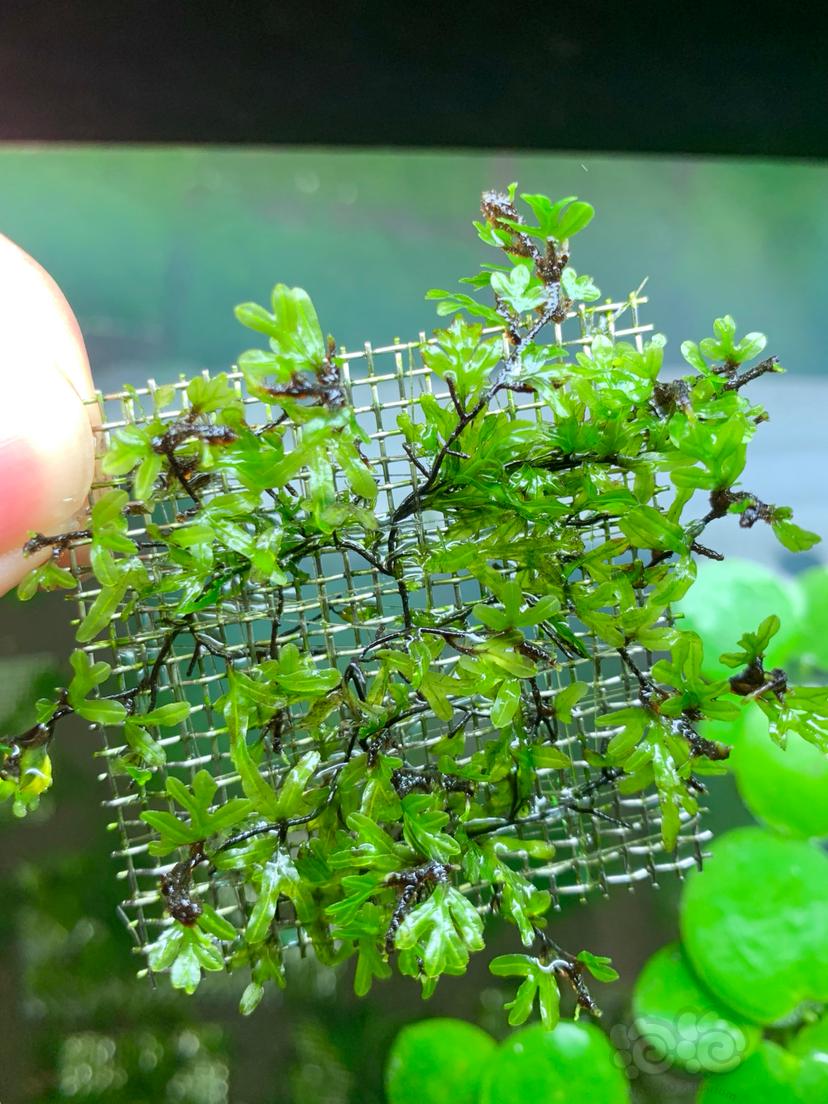 【水草】2021-3-31#RMB拍卖翅脉蕨一片无虫无藻无螺-图1