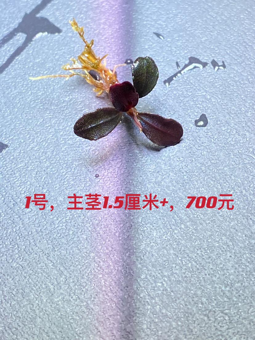 【辣椒榕】漏！数码海，陕西西安，顺丰到付。（价格尺寸见图片）-图1
