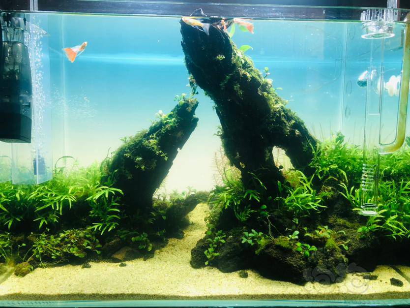 晒晒 黎明之谷 水草缸 泡泡水族