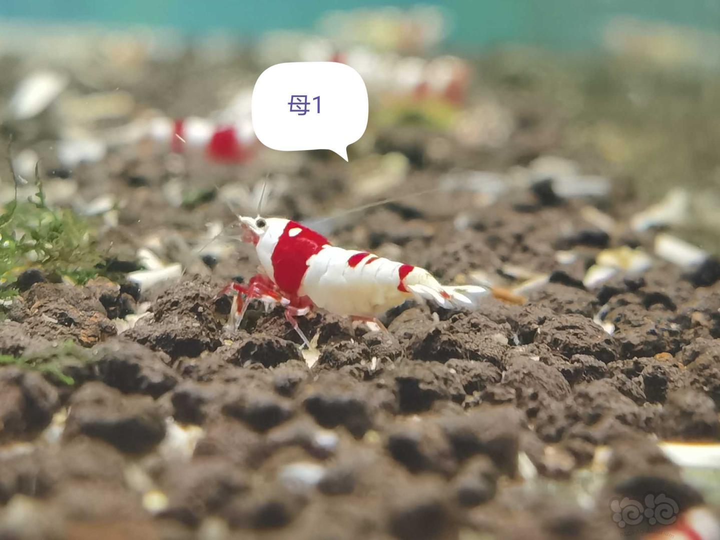 【虾】2021-03-02#RMB拍卖经典红白新成繁殖组-图5