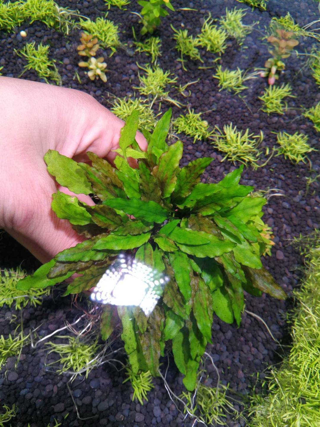 出售水下叶辣椒榕