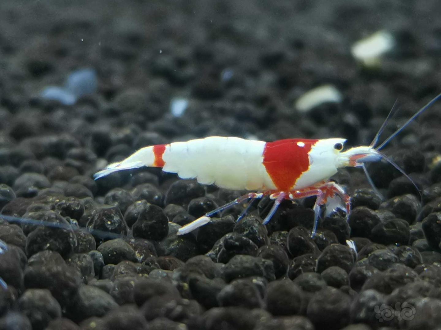 【虾】2021-03-31#RMB拍卖红白水晶虾6只-图3