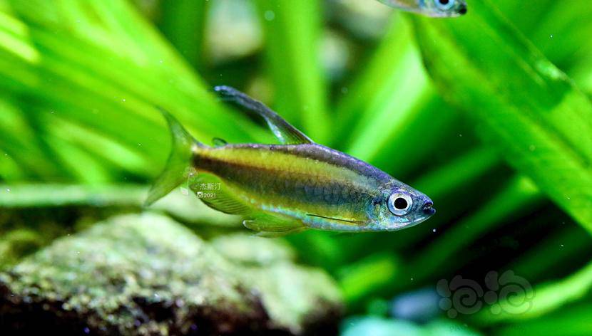 灯科鱼黄金二线灯鱼