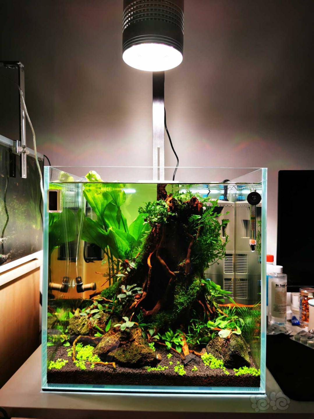 活动 威尔康t90pro水草灯试用阶段性测评 泡泡水族 活动 威尔康t90pro水草灯试用阶段性测评 泡泡水族