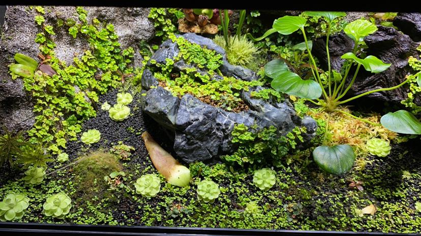 【雨林】闷养的植物缸-图6