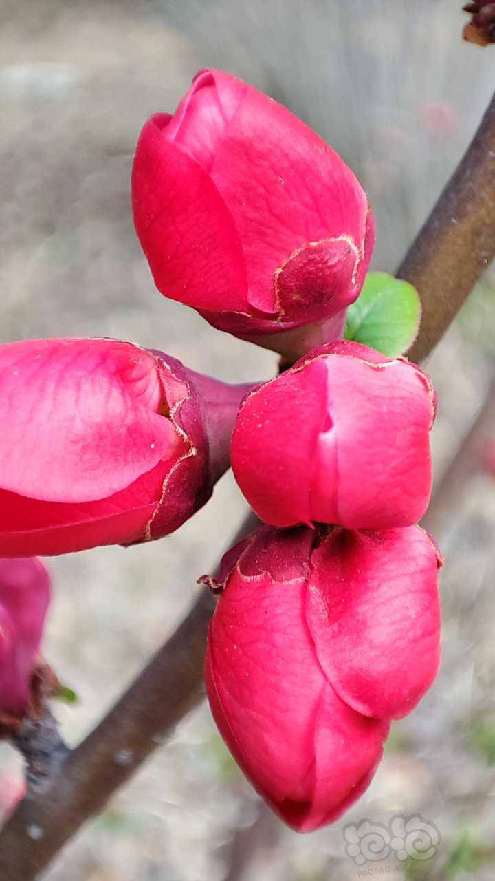 求购收红太大红叶迷你红蝴蝶南美小圆叶红唇丁香