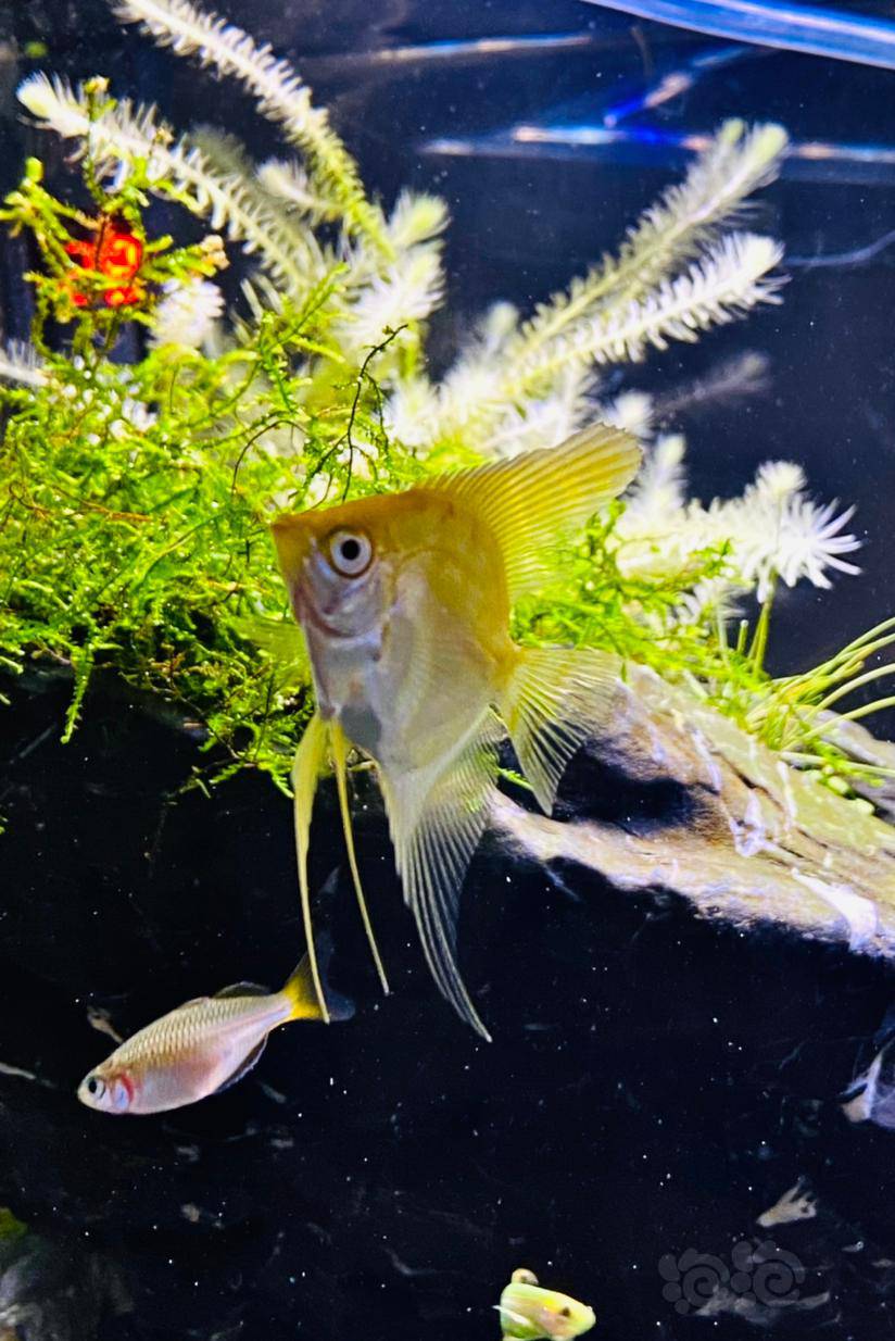 其它拍几张我的小鱼儿