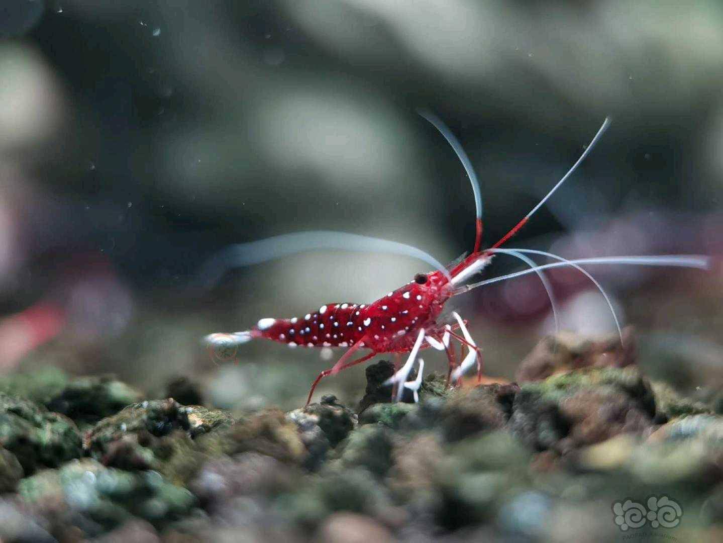 求购求购练手的苏虾白袜