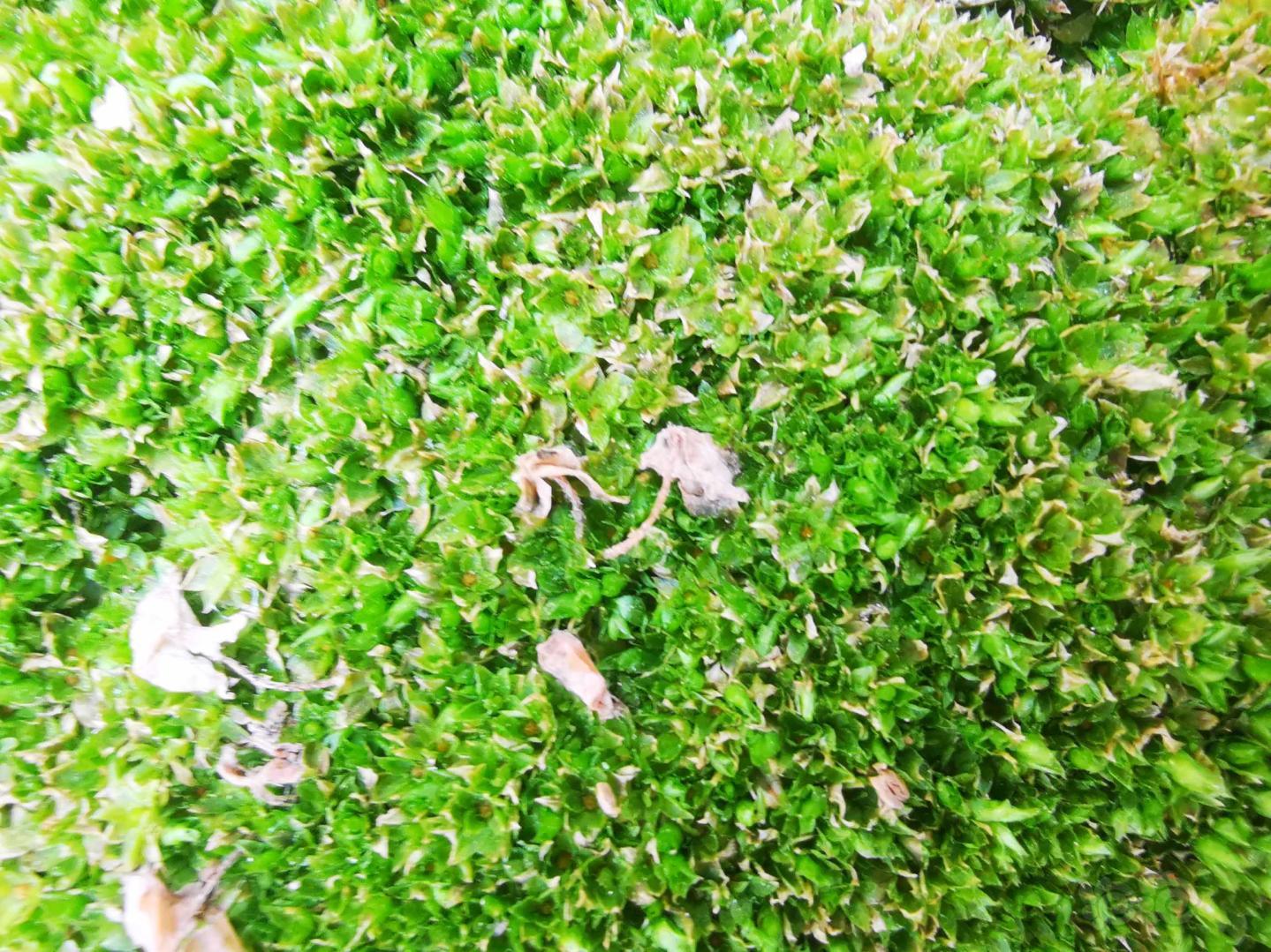 【微景观】好苔藓，首先得有个好相机-图2
