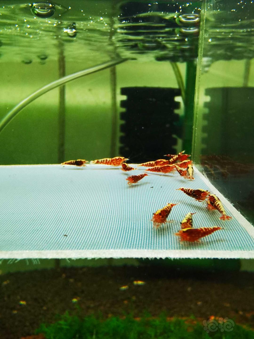 【虾】2021-3-28#RMB拍卖#红银河水晶虾一份20只-图2