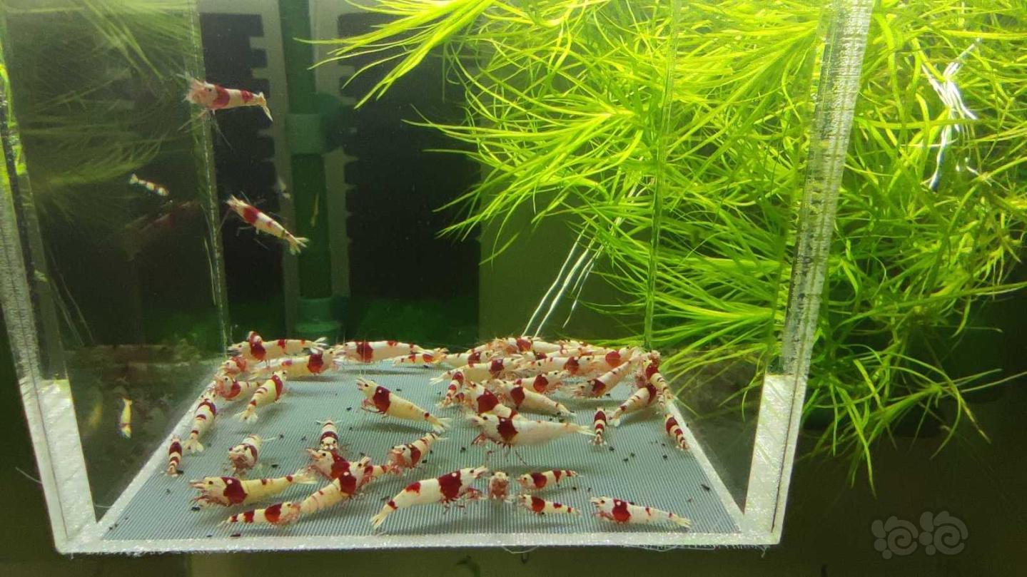 【虾】2021-03-12# RMB拍卖红白水晶虾48只-图5