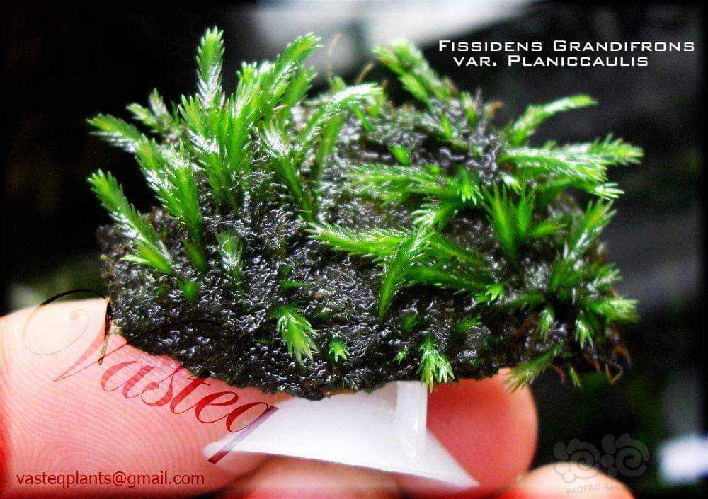 特别的植物志：龙珠水草真名判明与养殖攻略，其正确学名为大叶凤尾藓planiccaulis变种-图2