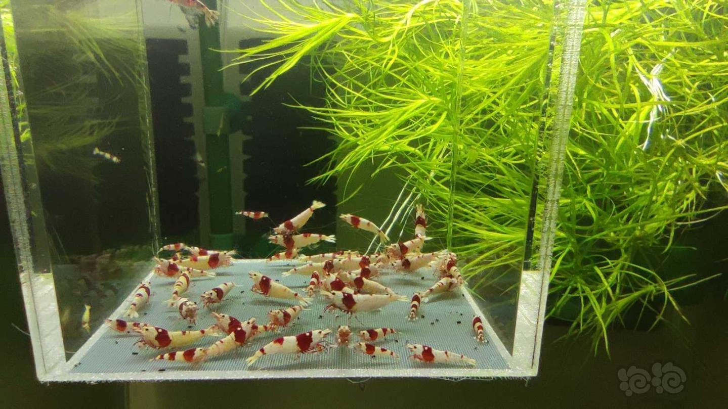 【虾】2021-03-12# RMB拍卖红白水晶虾48只-图4