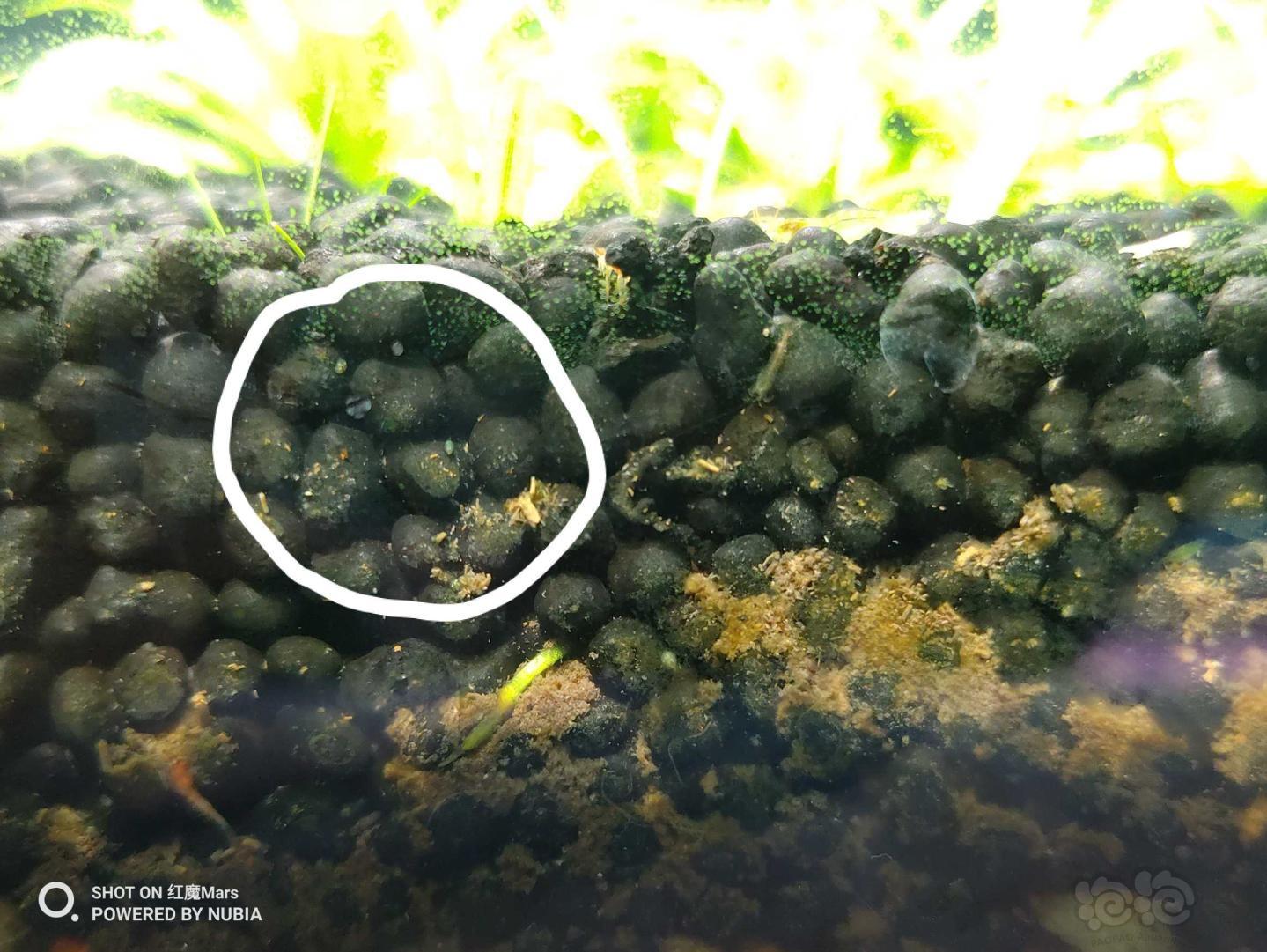 De larve van een waterjuffer. Aan zijn achterlijf zijn duidelijk drie “vinnen” te zien: de ...