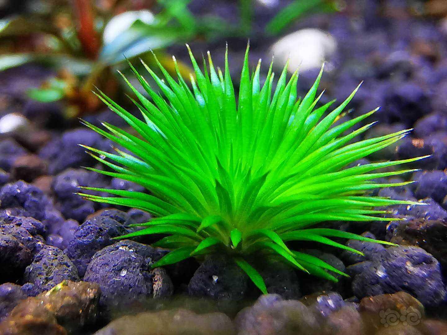 水草交易 迷你谷精 4棵98元顺丰包邮 送2头德系迷你榕广州发货 微信