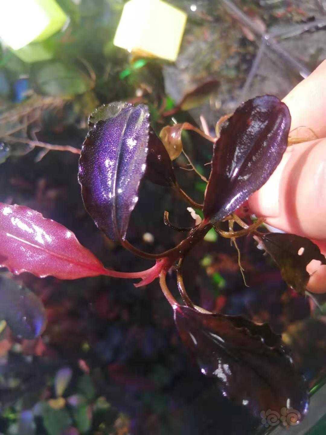 出一版辣椒榕120包邮顺丰
