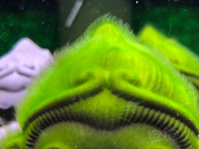 苏虾缸爆藻🍀🍀-图8