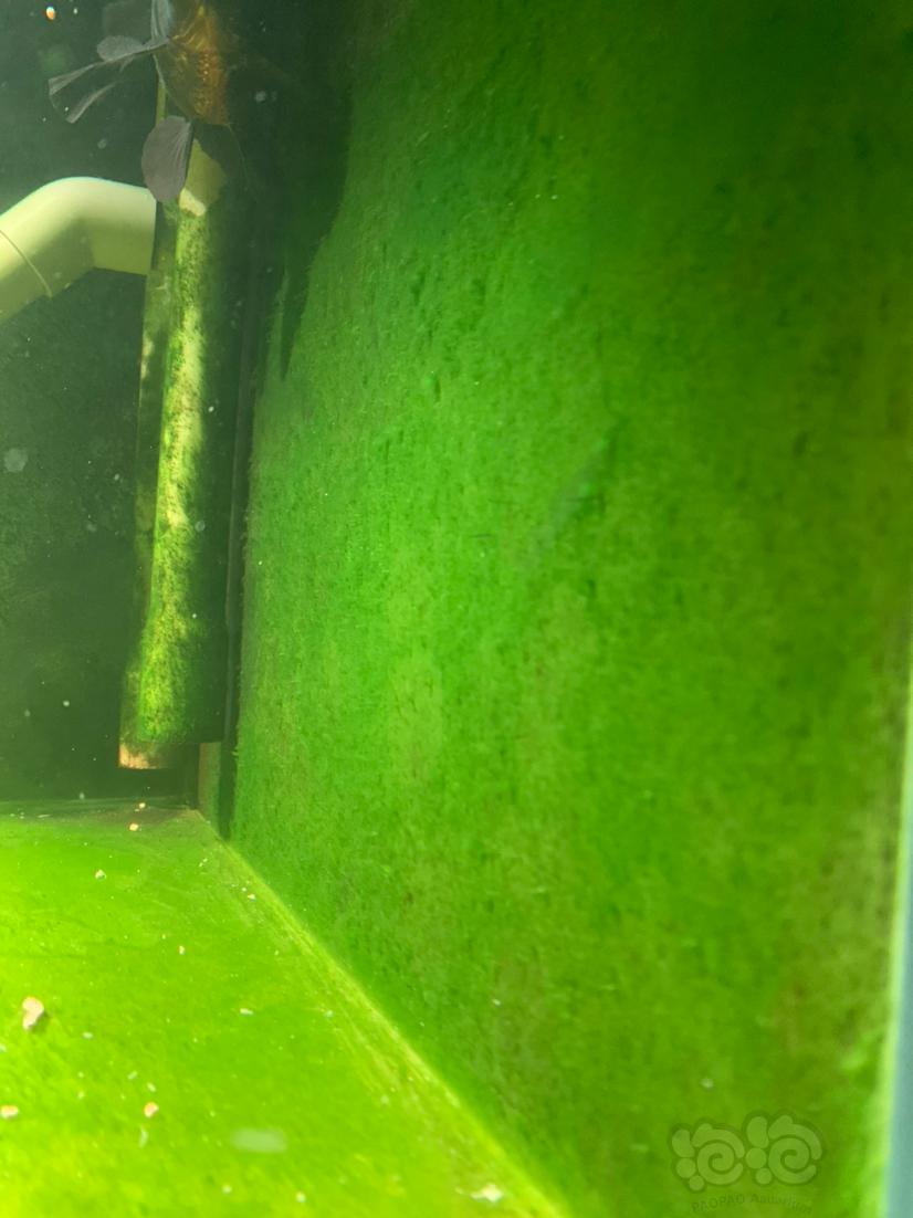 【晒图】鱼缸出藻了哈哈-图2