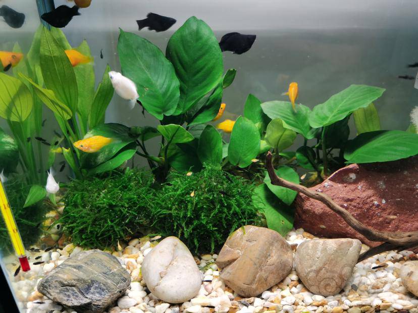 其它玛丽鱼苗爆满缸