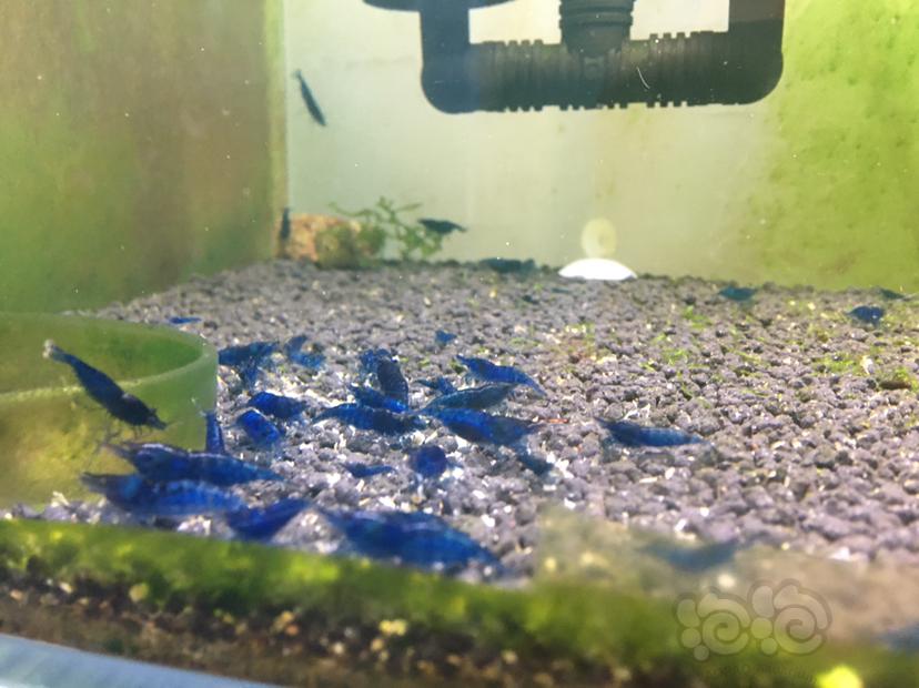 【虾螺】蓝宝石米虾太多了 又要出远门 换点水电费-图7