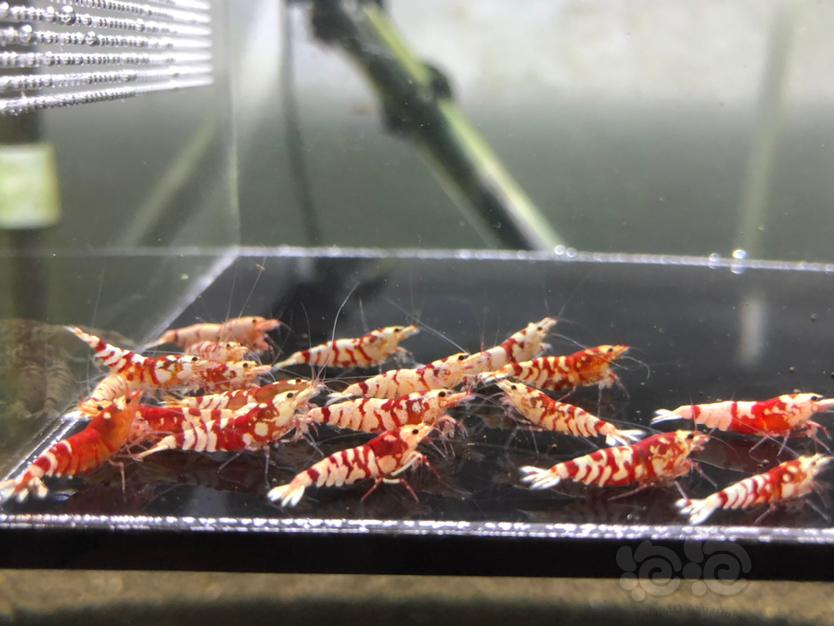 【虾】2021-03-19#RMB拍卖红花虎19只-图2