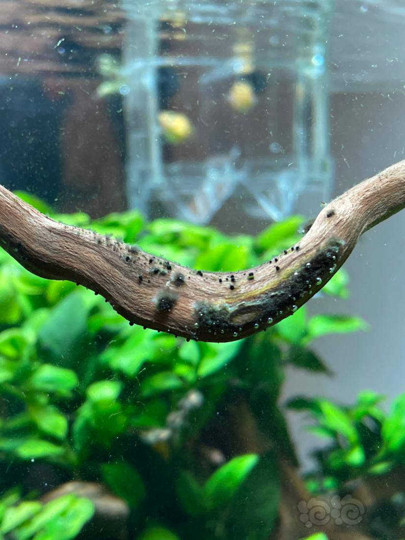 黑毛藻受不了了