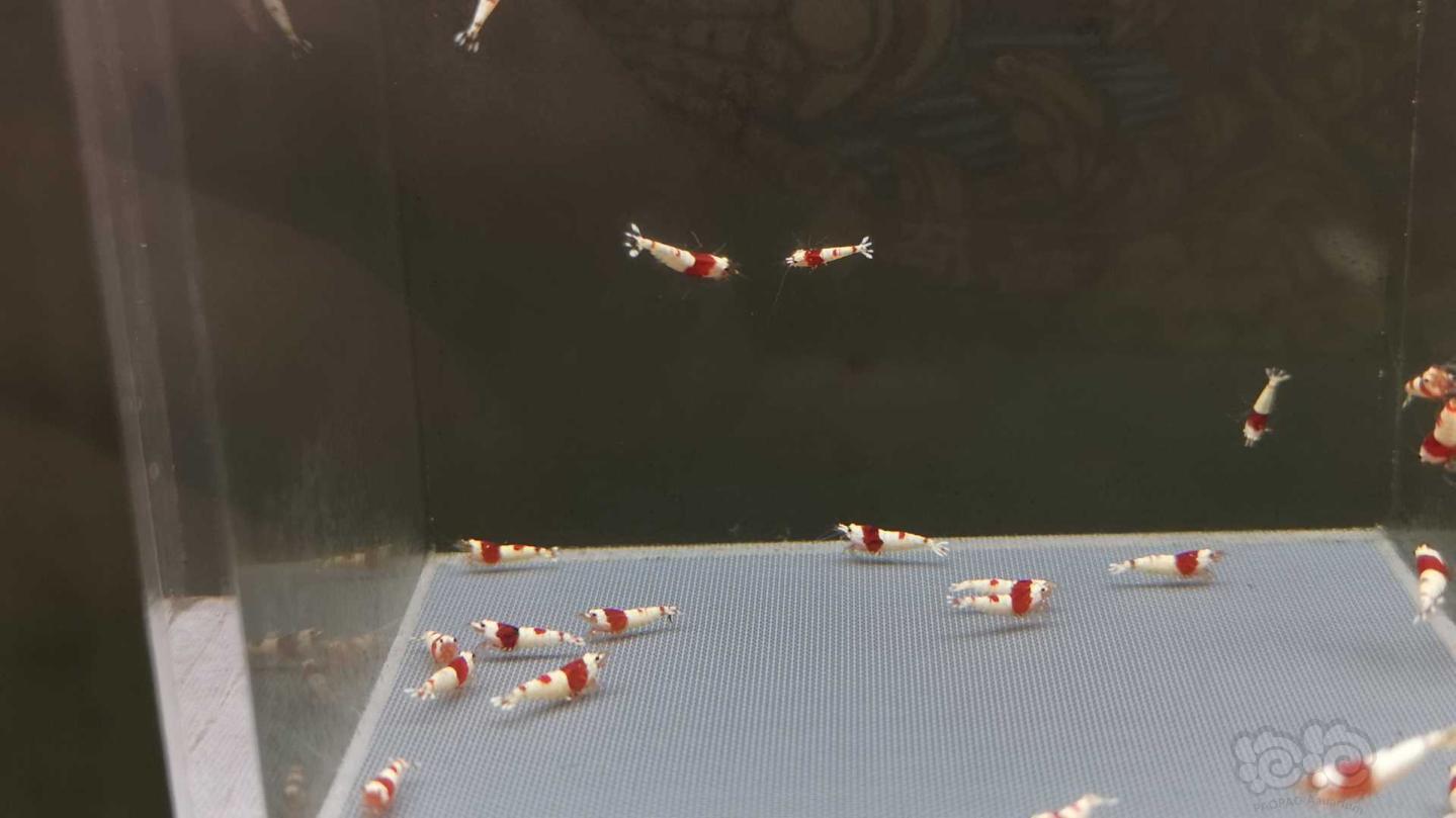 【虾】2021-03-27#RMB拍卖纯血红白30只-图5
