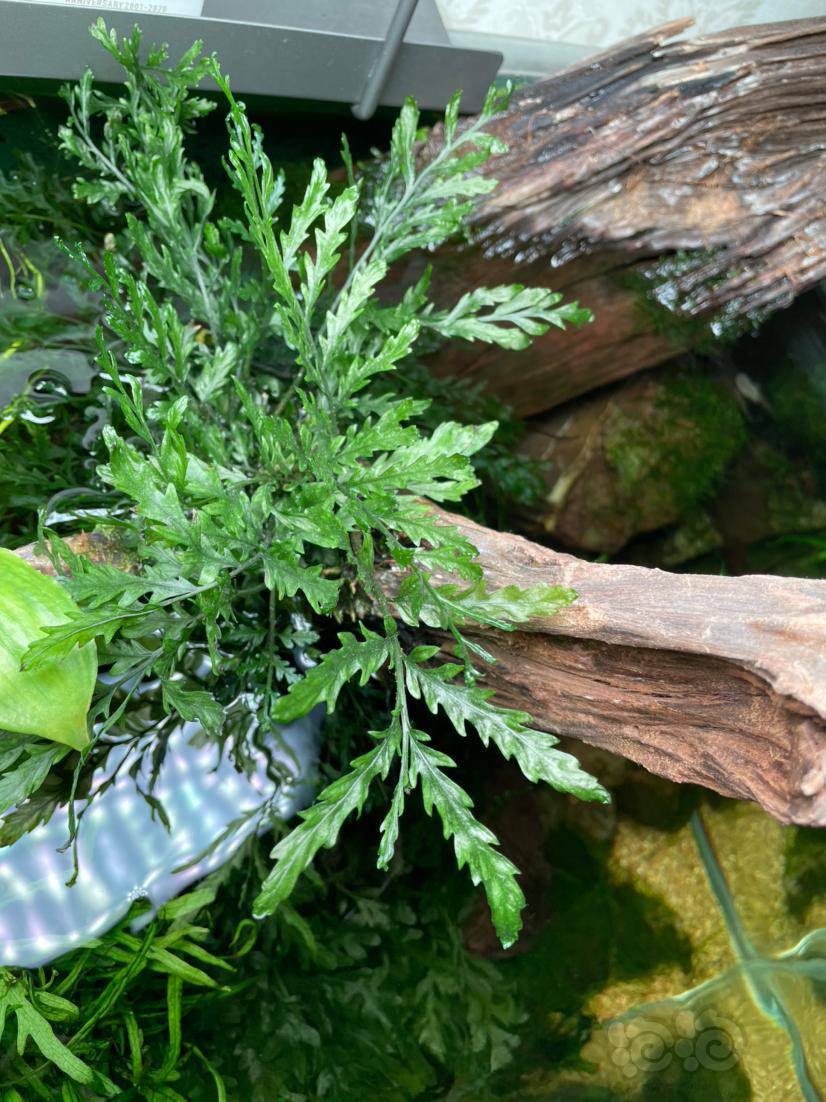 在东北黑木蕨水上叶是这样的繁殖一年了