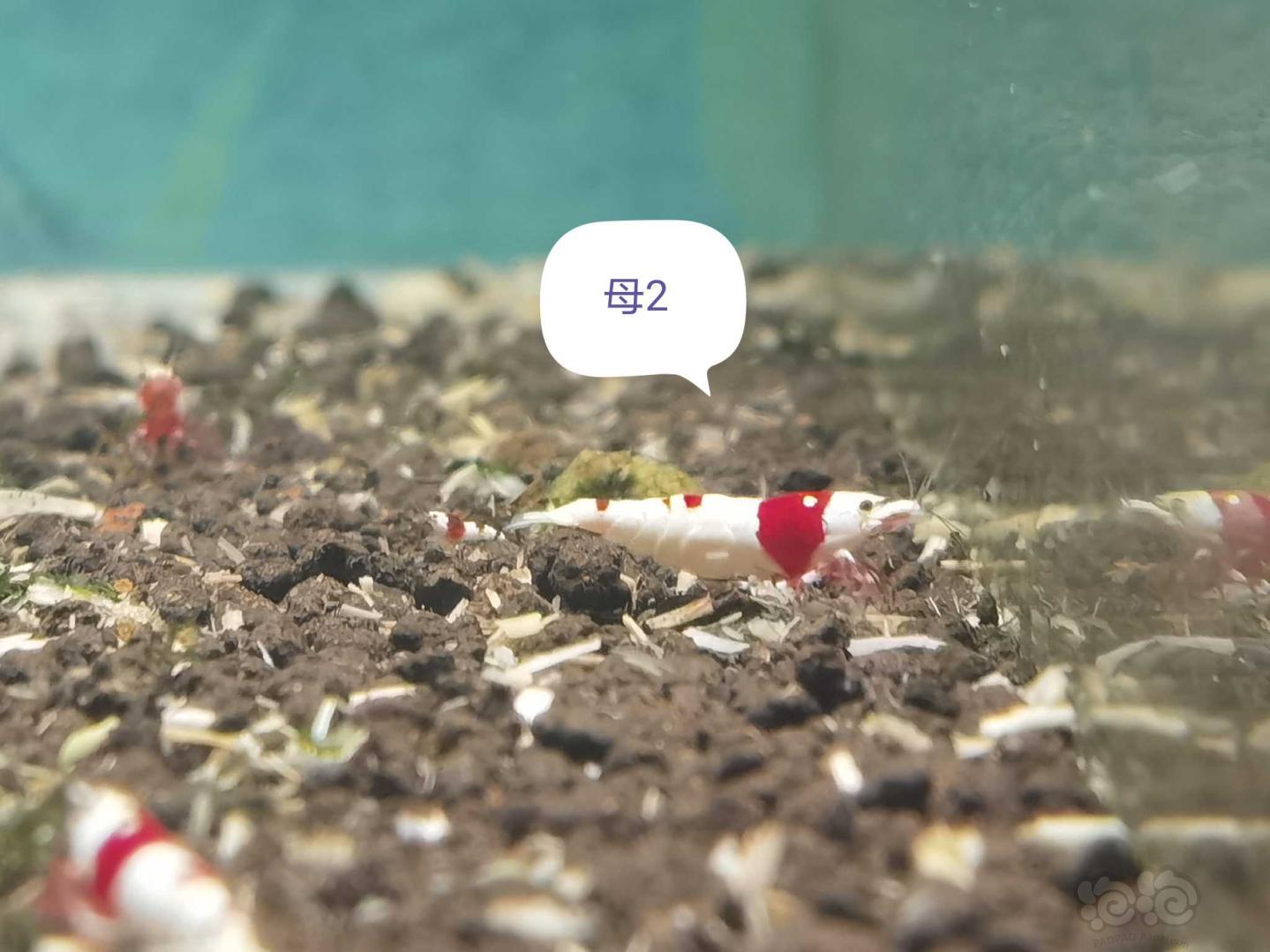 【虾】2021-03-02#RMB拍卖经典红白新成繁殖组-图7