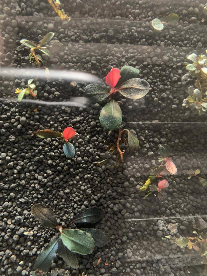 自然光照下的辣椒榕