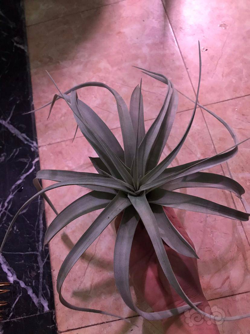 周末出颗空气凤梨霸王