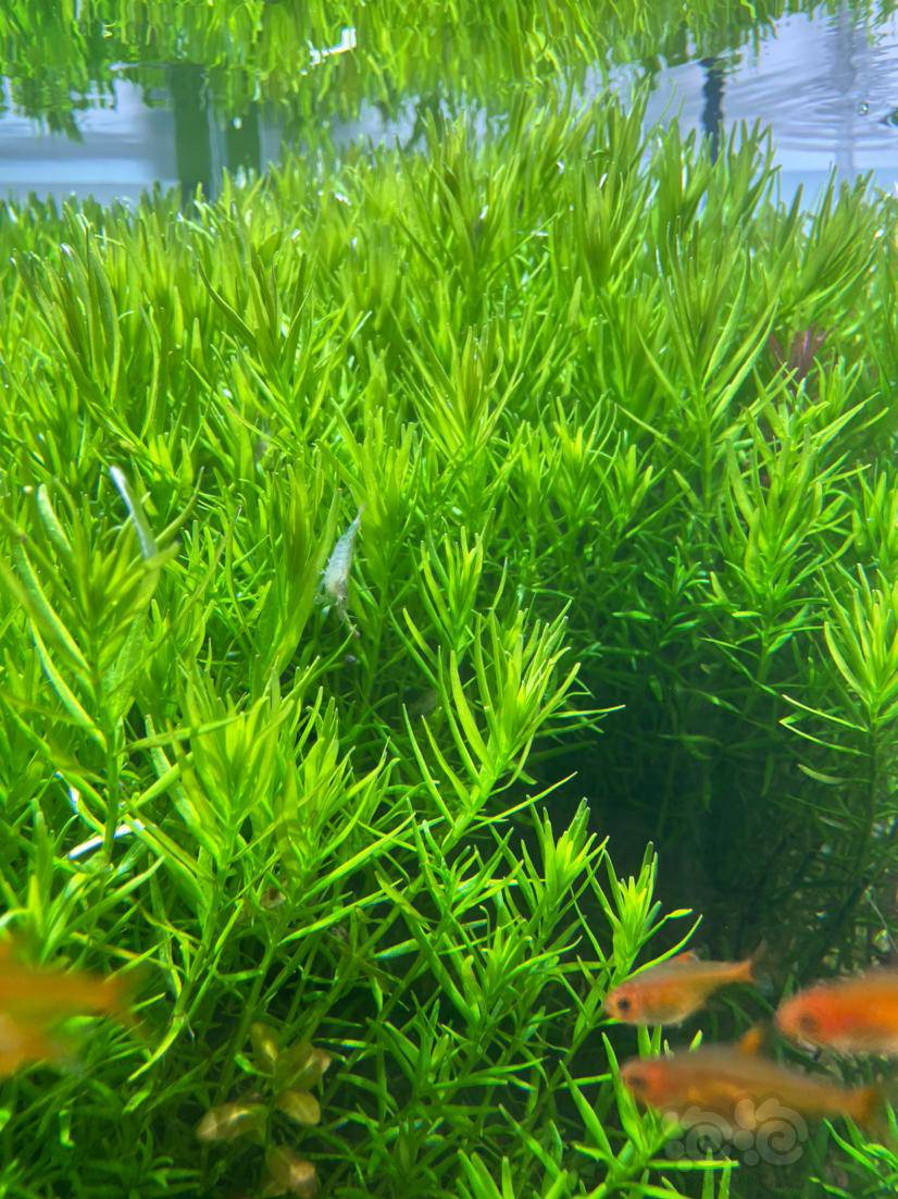 绿宫廷400左右25块钱包邮