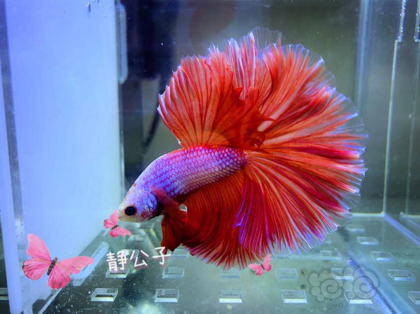 【斗鱼】新到家的粉红龙