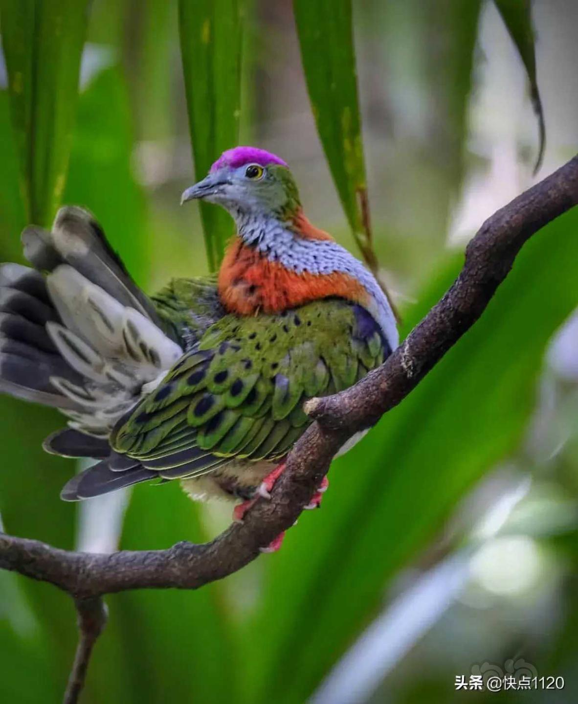 動物世界粉頂果鳩玫瑰冠果鳩