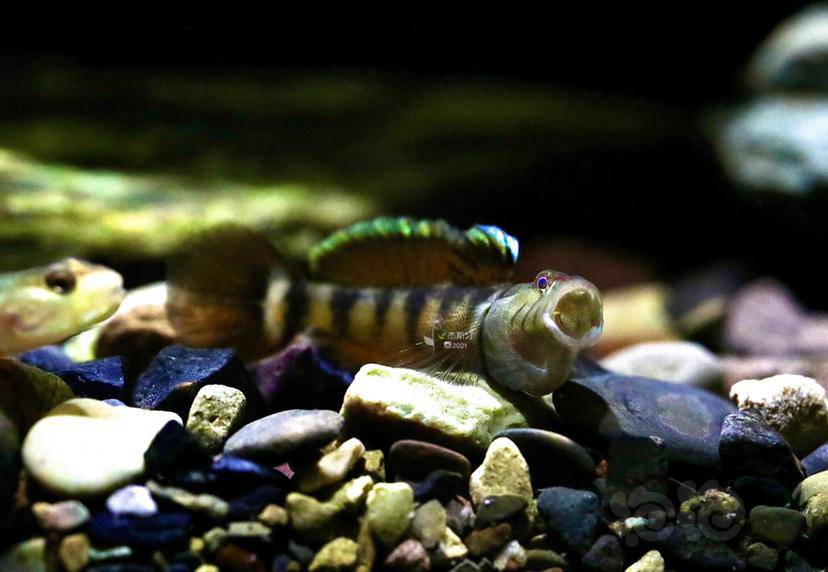 蜜蜂吻虾虎鱼-图2