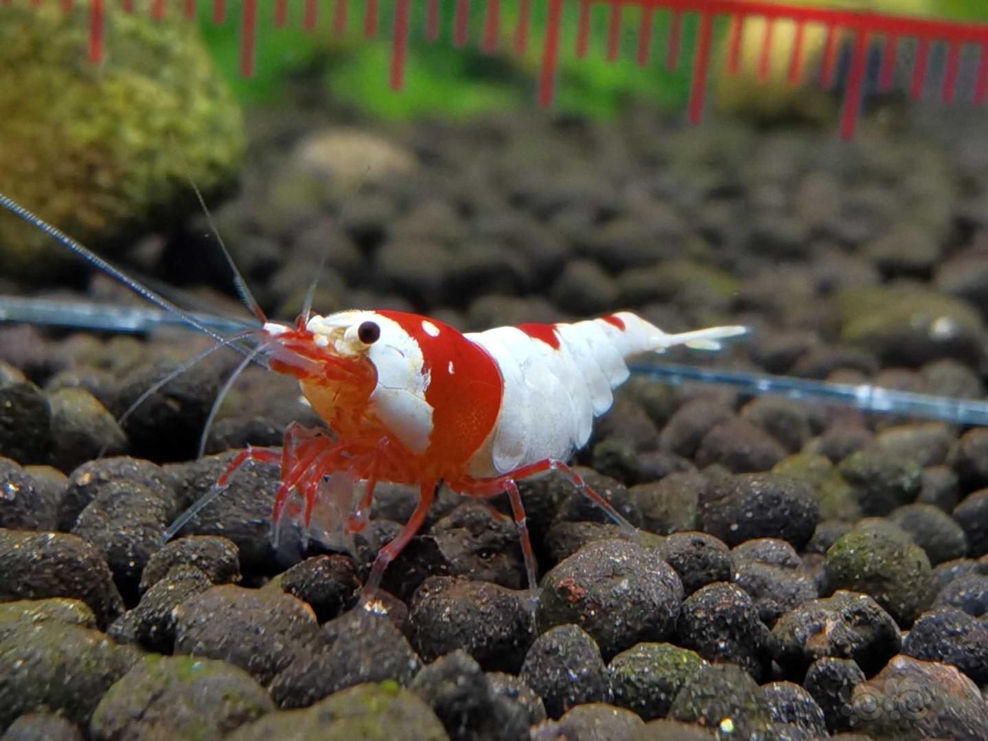 【虾】2021-03-19#RMB拍卖 红白水晶虾3公3母-图2