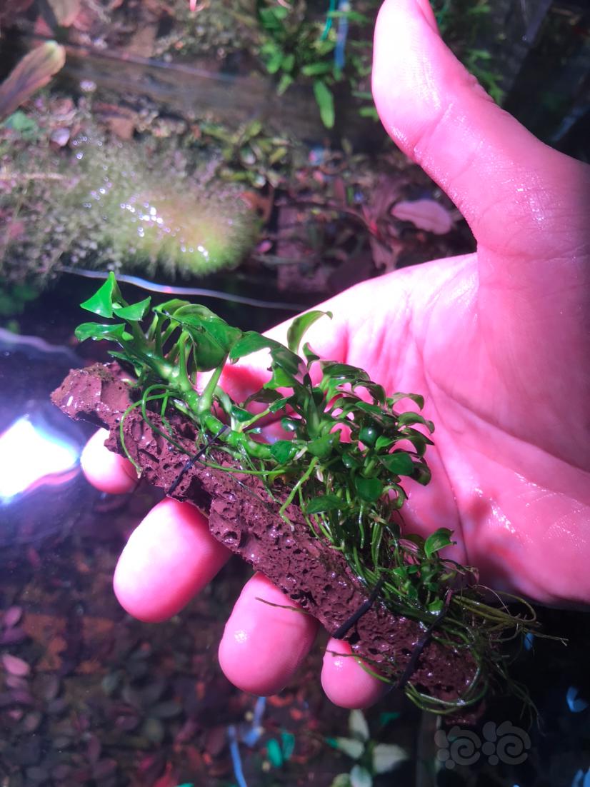 出迷你榕繁殖茎一厘米5元带密密麻麻的小牙-图5